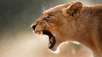 Episode 1 Lion