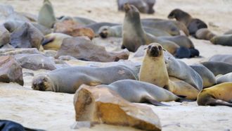 Episode 18 Follow the Leader