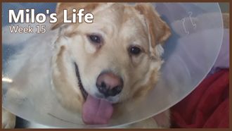 Episode 15 Escape Artist | Week 15