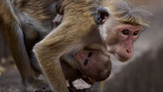 Episode 1 a mother tale