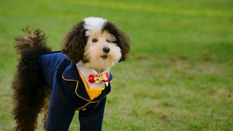 Episode 6 Spark Strays