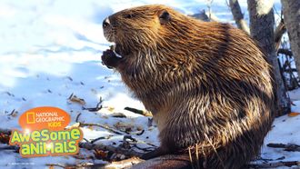 Episode 7 American Beaver