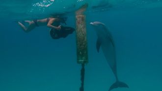 Episode 2 Dances With Dolphins