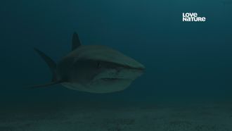 Episode 1 Ultimate Predator