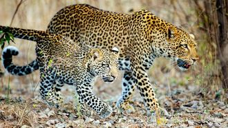 Episode 1 Four Crowns, One Kingdom