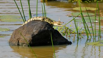 Episode 3 Crocodile War