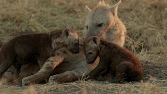 Episode 13 Hyena