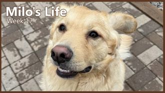 Episode 17 Doggy Daycare | Week 17