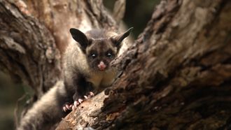 Episode 10 Woodland Wanderers