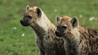 Episode 1 Hyena Gangs