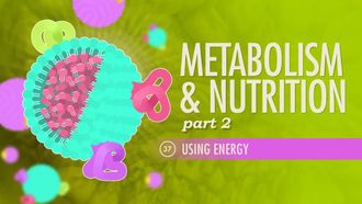Episode 37 Metabolism & Nutrition, Part 2