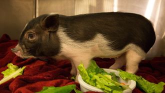 Episode 5 Pot-Bellied Pig Out