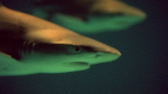 Episode 5 Conquest of the Waters