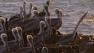 Episode 6 California