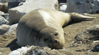 Episode 7 Antarctica