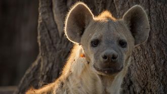 Episode 3 The Lions Fall