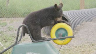 Episode 4 Victor Goes Wild