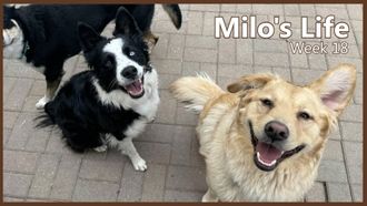 Episode 18 So Many Friends | Week 18