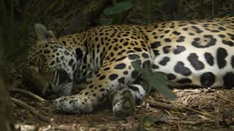 Episode 4 Jaguar Beach