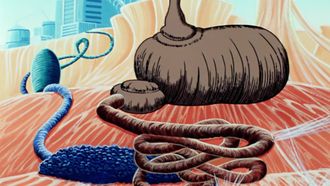 Episode 15 The Digestion