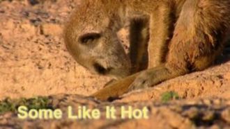 Episode 3 Some Like It Hot