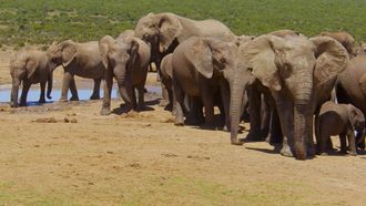 Episode 1 Addo Elephant National Park