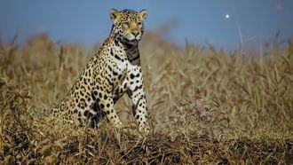 Episode 3 Jaguar Jungle