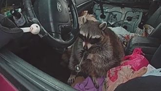Episode 6 Meth Raccoon