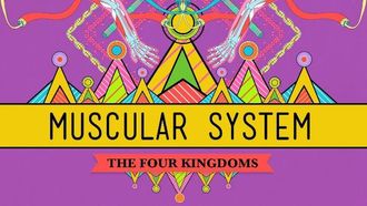 Episode 31 Big Guns: The Muscular System