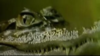 Episode 13 Dragons / Sewer Gators