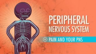 Episode 12 Peripheral Nervous System