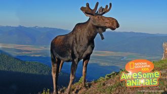 Episode 8 Moose Mayhem