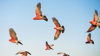 Episode 5 Reptile Realm