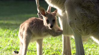 Episode 8 Robert's Baby Kangaroo