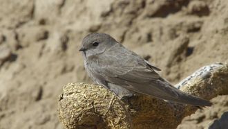 Episode 6 The Linear Oasis