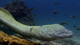 Episode 4 Defenders of the Reef