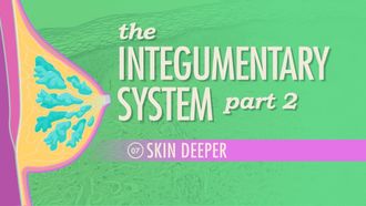 Episode 7 The Integumentary System, Part 2 - Skin Deeper
