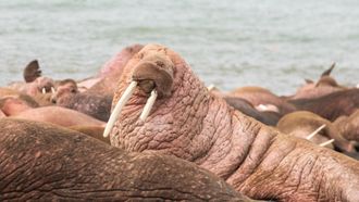 Episode 1 Walrus: Life on Thin Ice