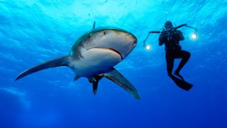 Episode 3 Sharks Under Attack