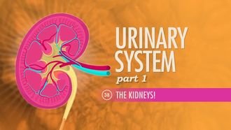 Episode 38 Urinary System, Part 1