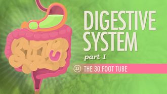 Episode 33 Digestive System, Part 1