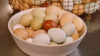 Episode 3 How to Properly Cook an Egg