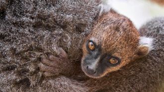 Episode 1 Madagascar