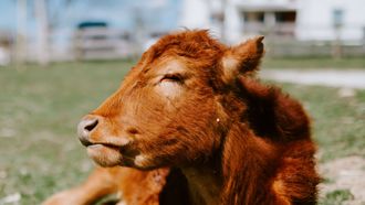 Episode 5 Working At The Cow Wash