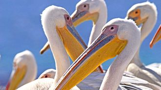 Episode 5 Birds