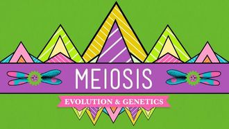 Episode 13 Meiosis: Where the Sex Starts