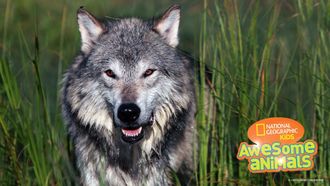 Episode 9 Valley of the Wolves