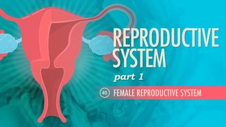 Episode 40 Reproductive System, Part 1 - Female Reproductive System