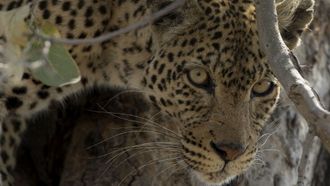 Episode 1 Clash of Queens