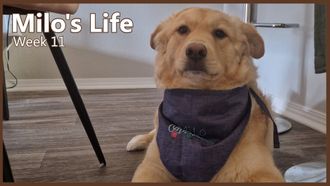 Episode 11 Playing in the Snow | Week 11